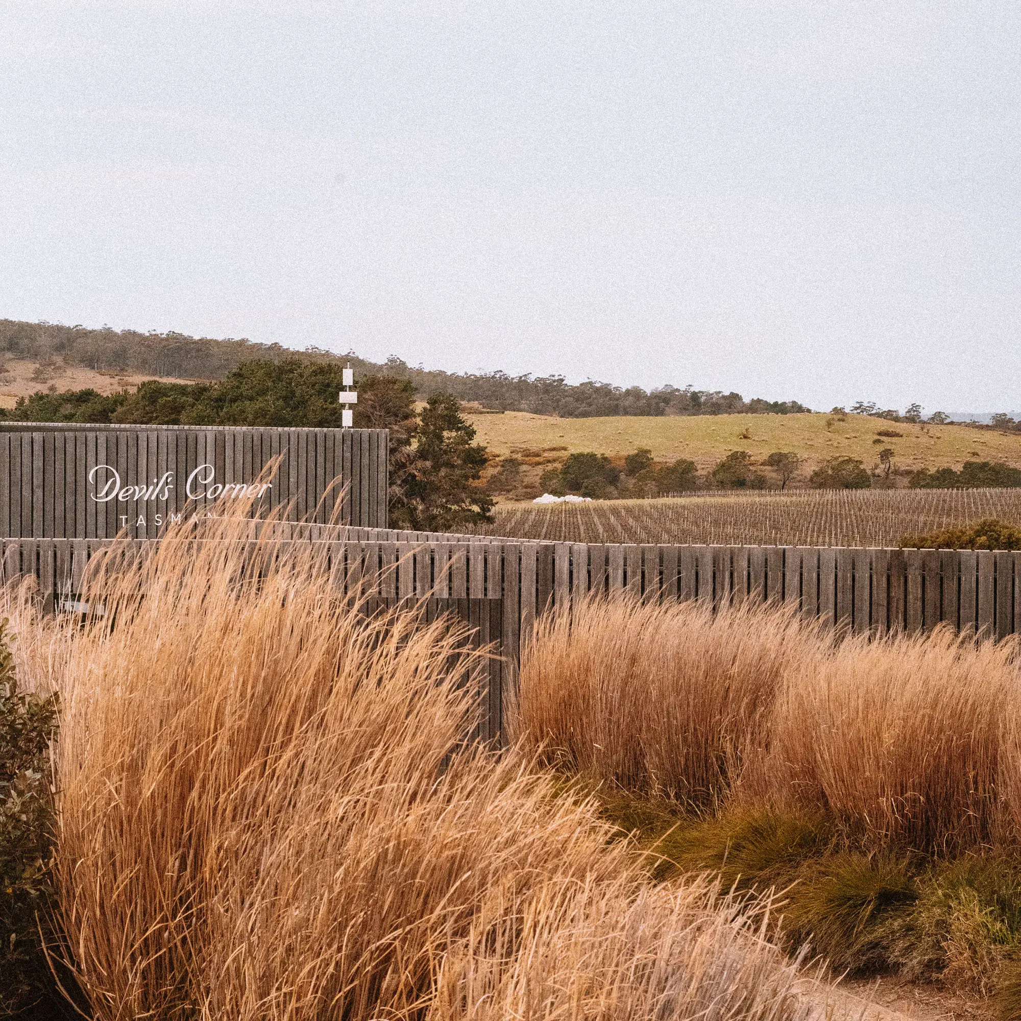 Golden native grasses fill the foreground in front of a weathered wooden-clad building, where the white cursive sign reads "Devil's Corner". Grapevines stretch out behind.