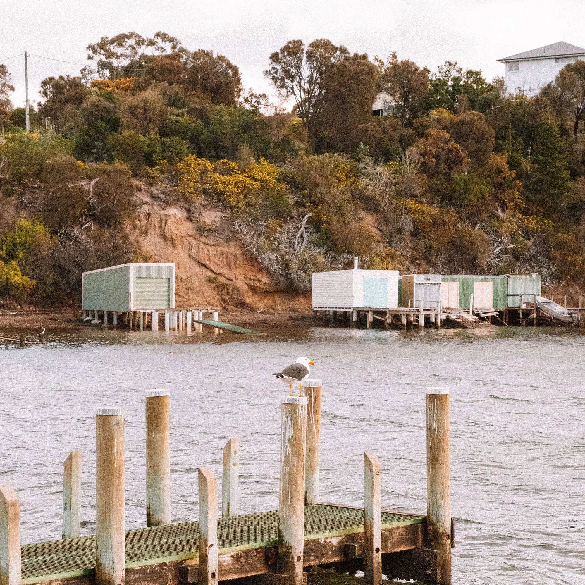 Small weathered boatsheds line the edges of an inlet. A seagull sits on a short jetty in the foreground.