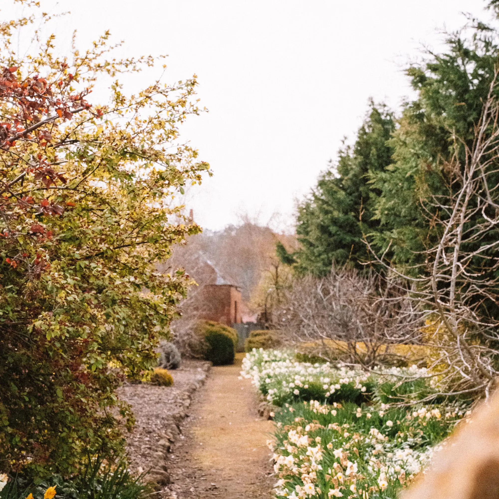 Looking down a pathway between neat garden beds, filled with daffodils in bloom and the bare branches of winter trees.