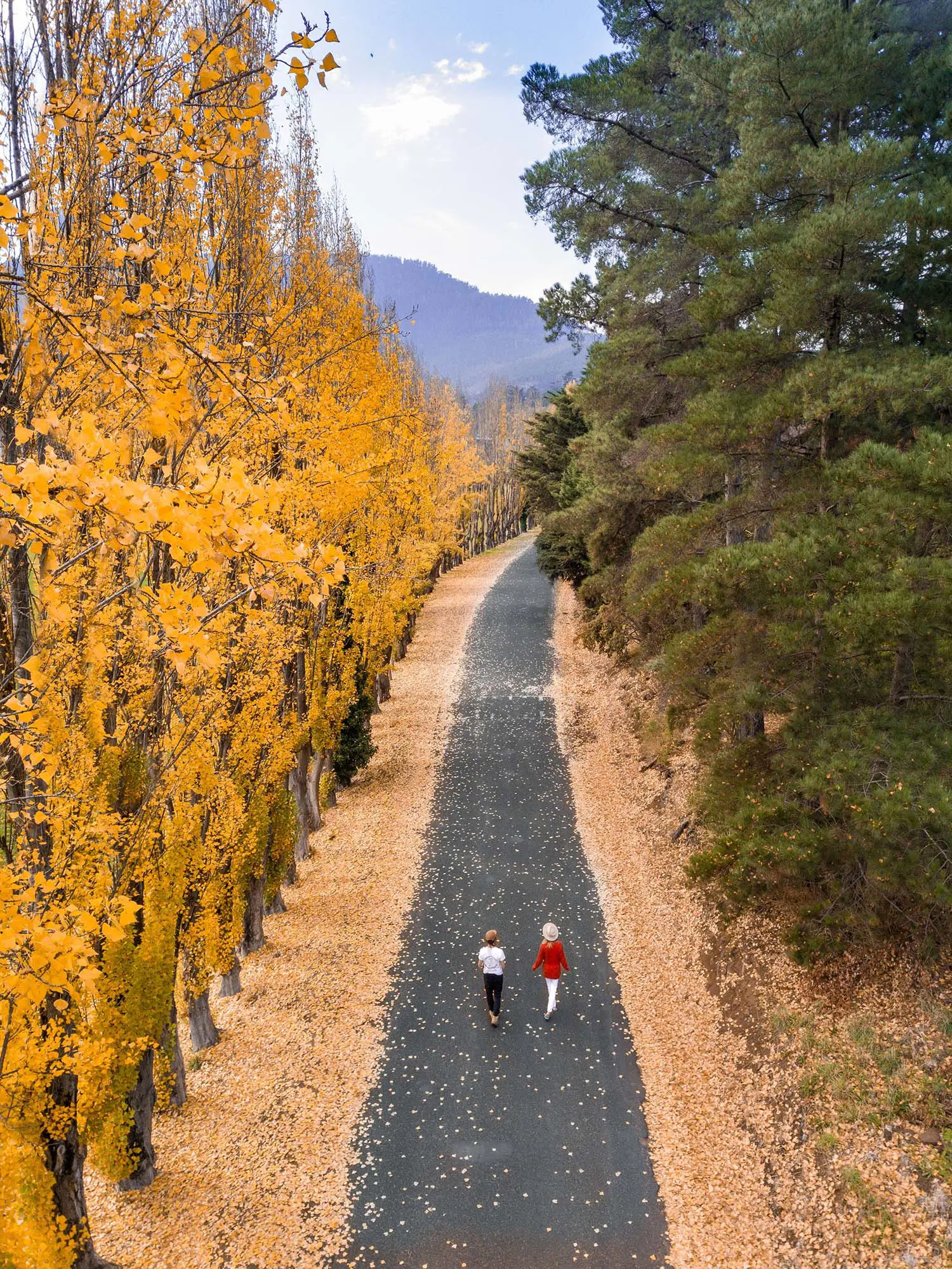 Two people walk down a long pathway, fallen leaves lining the edges. To one side is a row of tall trees with bright yellow autumn leaves, and to the other trees of deep green foliage.