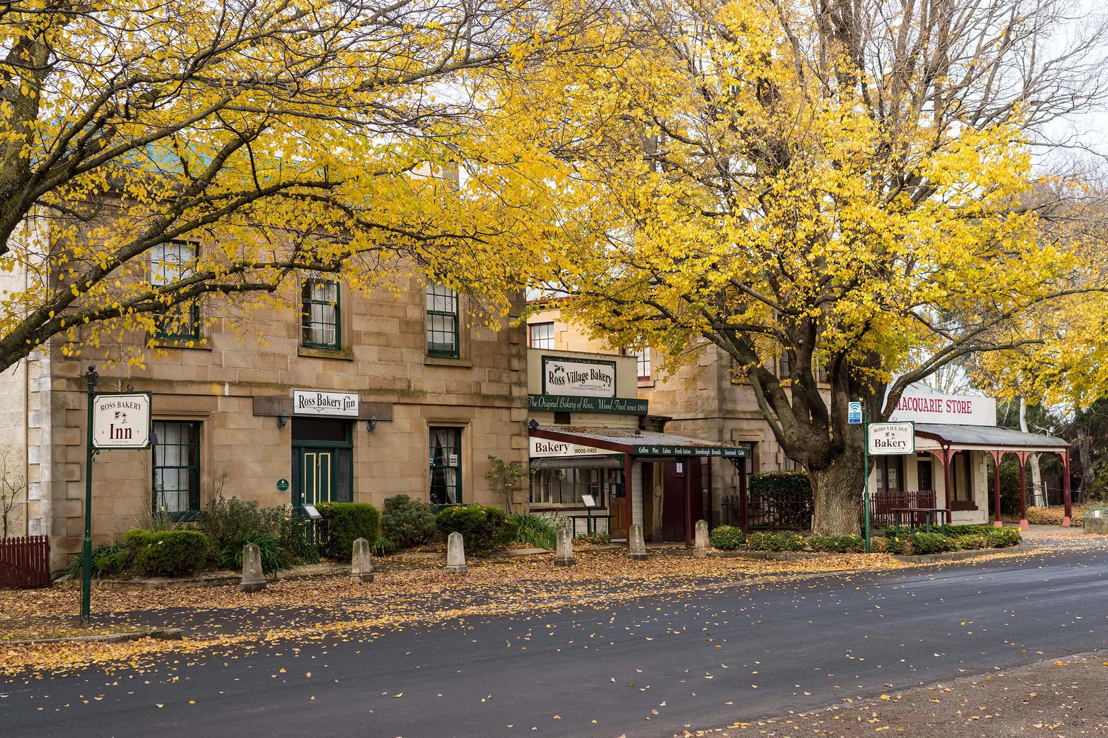 Heritage sandstone buildings on the side of a road sit underneath tall branching trees with yellow autumn leaves. 