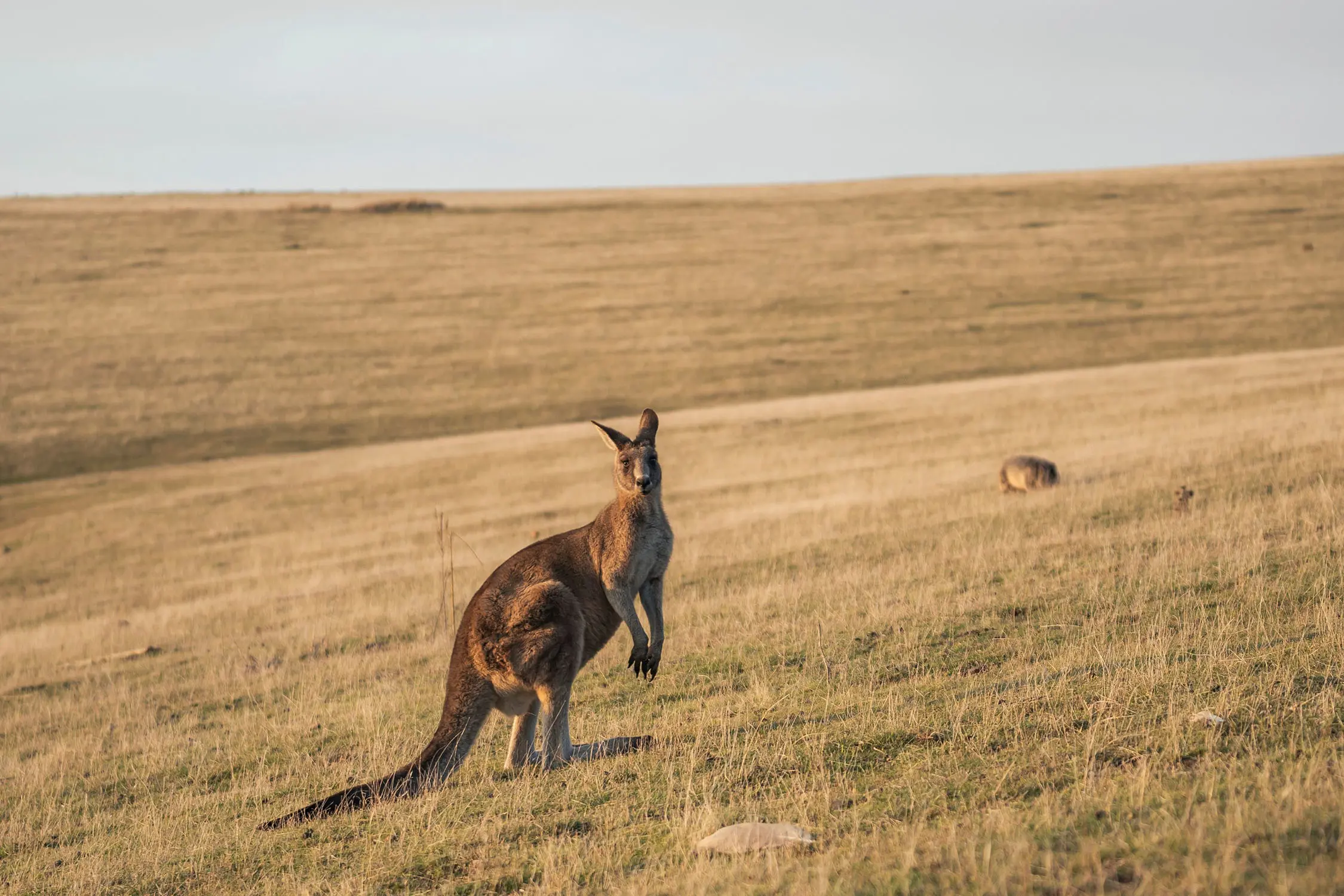 A large wallaby stands to attention on rolling hills with yellow-green grasses. In the distance, a small brown wombat is grazing.