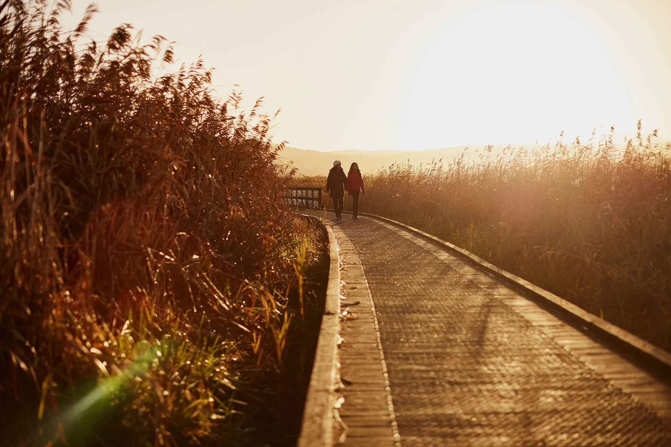 Two people holding hands walk along a wooden raised boardwalk, which cuts through tall autumnal grasses.