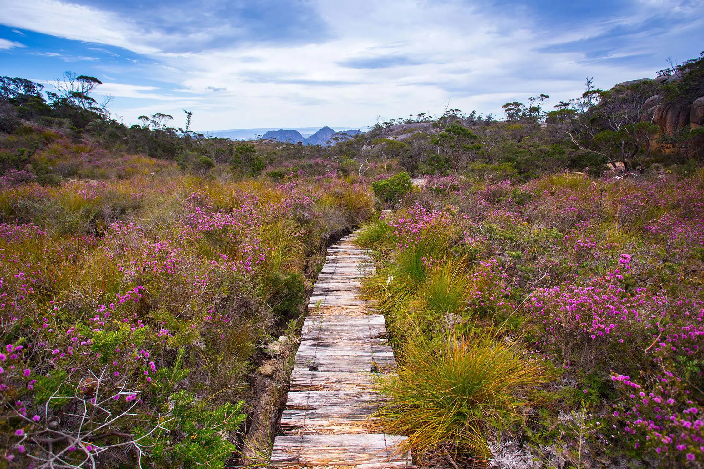 A weathered wooden boardwalk runs through scrubby, low-lying bush dotted throughout with pink flowers.