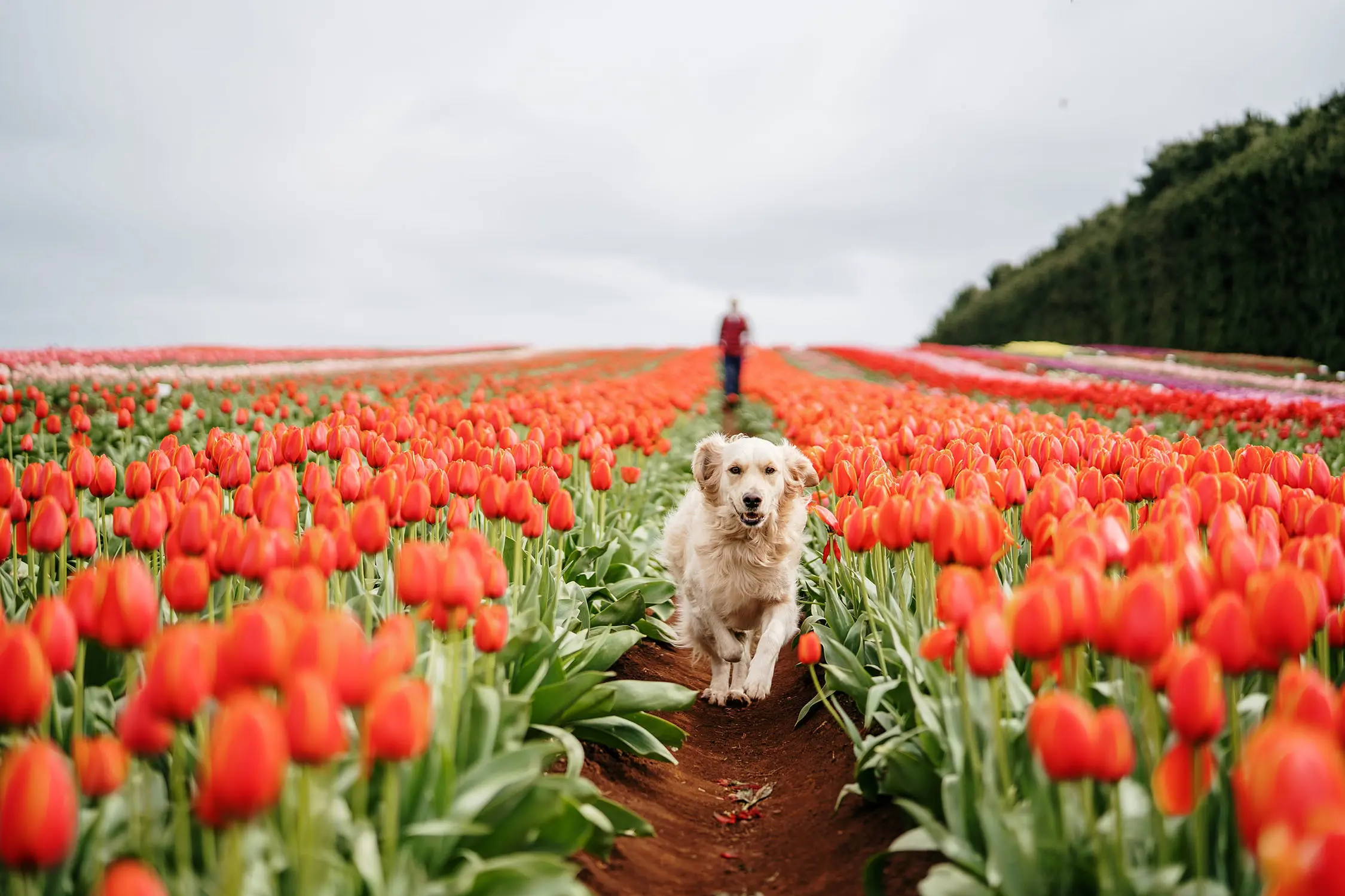 A golden retriever dog runs gleefully between two rows of bright orange tulips. The flower beds stretch right to the horizon, where a person's figure is following the dog.