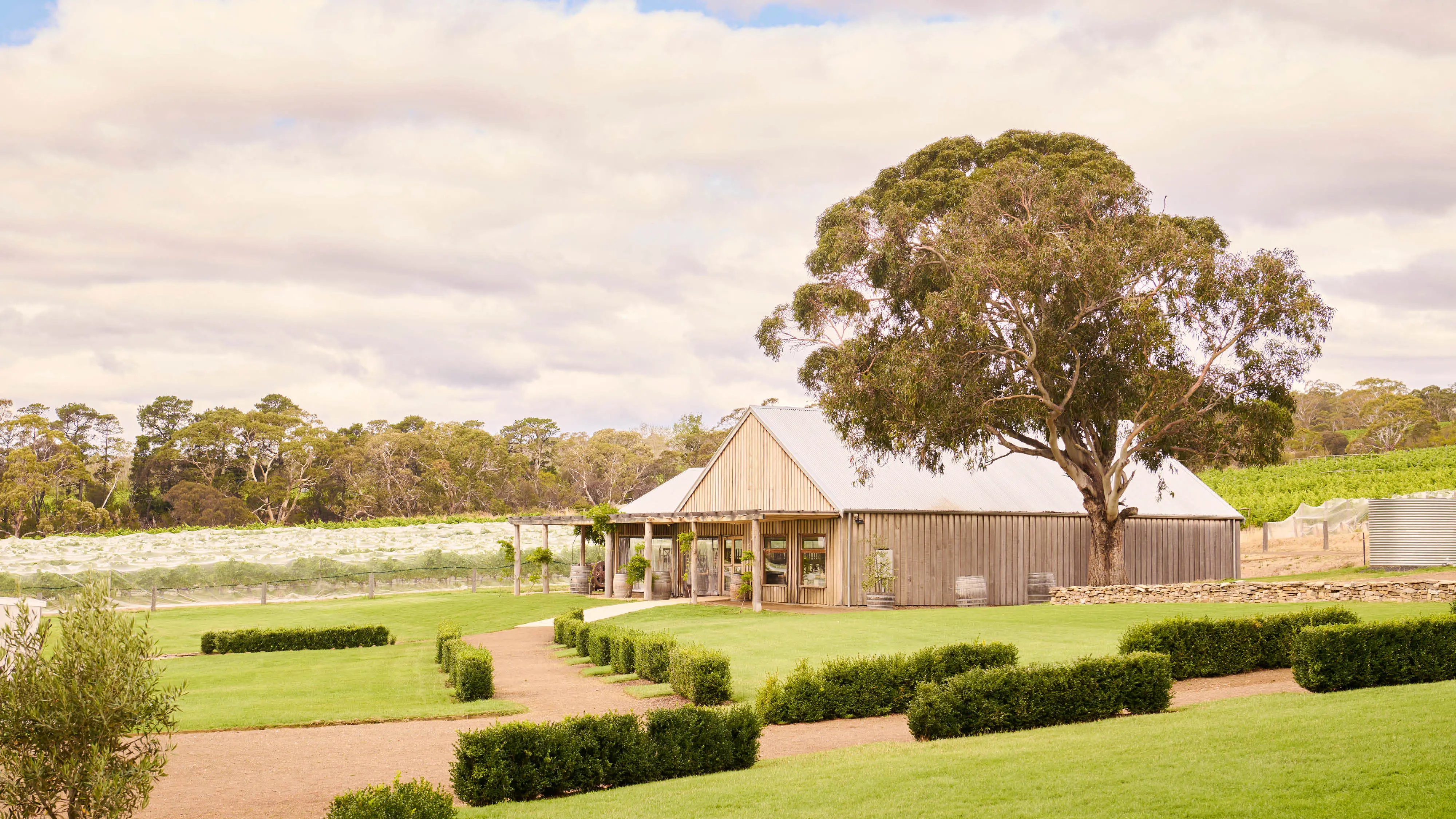 A rustic vineyard cellar door building, nestled in a manicured grass landscape. A huge eucalypt towers over the building.
