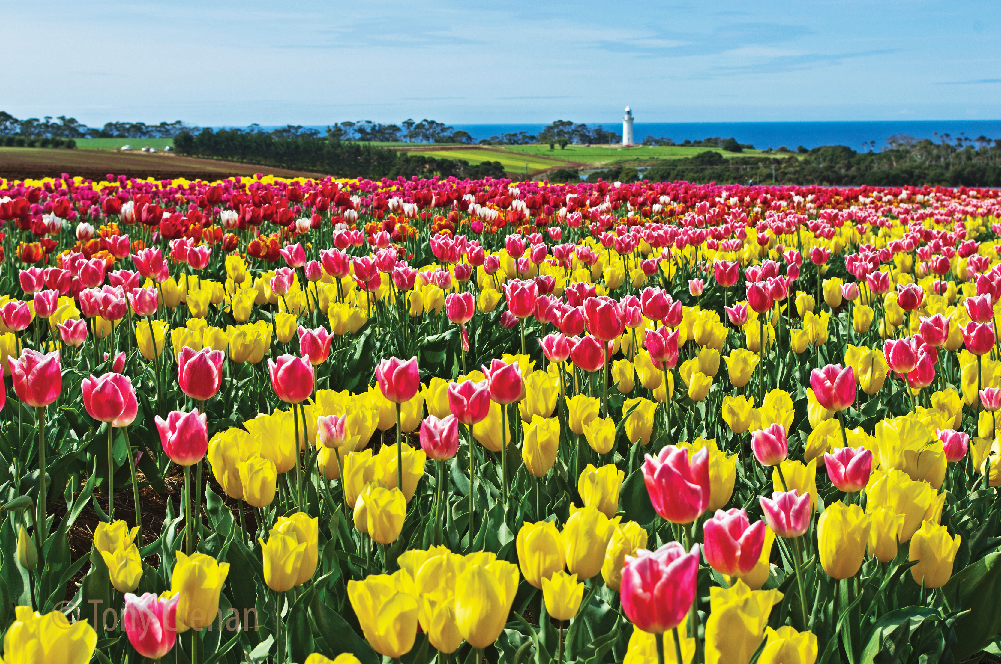 Tulip fever in Tasmania