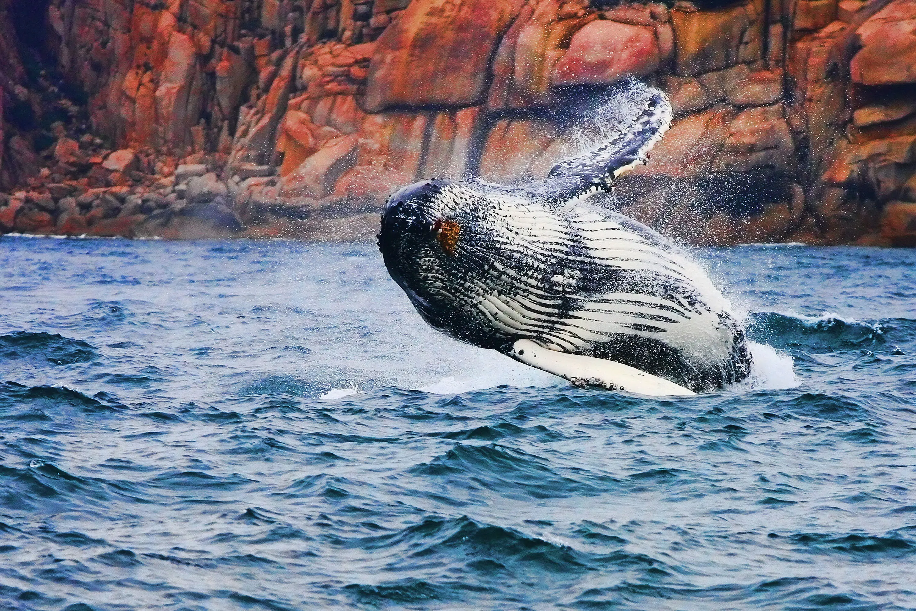 A large, dark whale with white patches leaps mid-air from the choppy, dark water, its belly towards the sky. Behind it, deep orange and red rocks form a sea cliff.