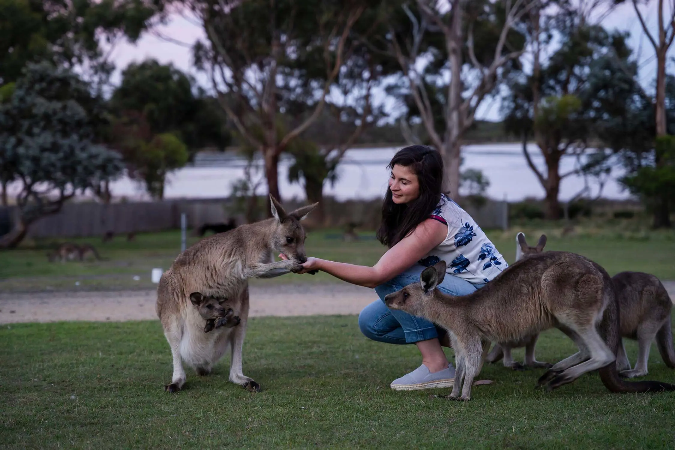 A woman kneels down onto the grass, her hand outstretched to feed a wallaby with a joey in her pouch.