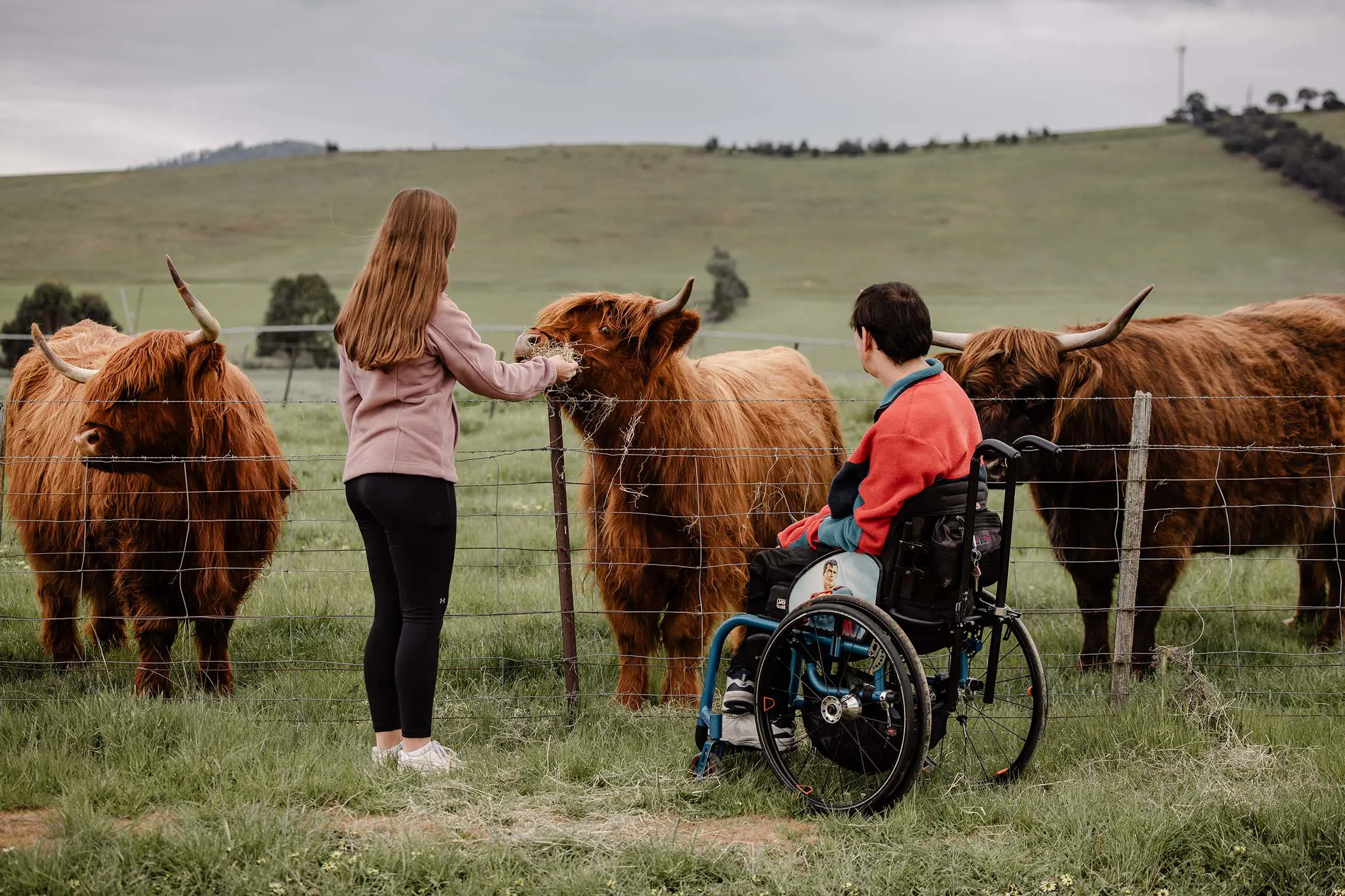 Two people, one standing and one in a teal-framed wheelchair, reach past a small fence to feed three fluffy brown highland cows.