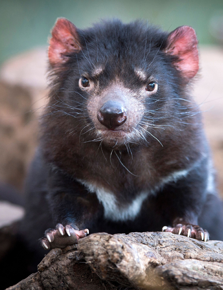 Tasmania's unique wildlife