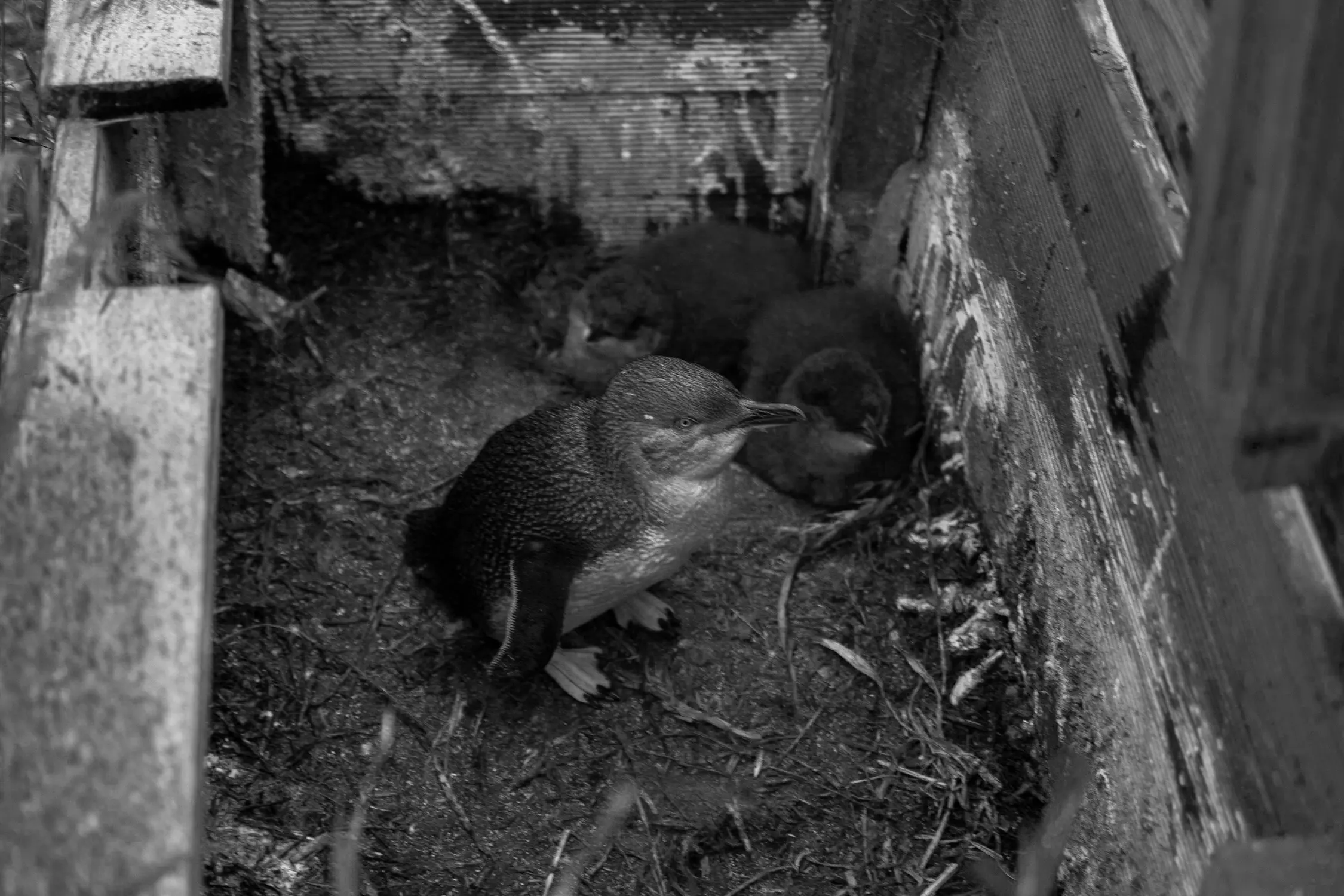 Three little penguins huddled together inside a wooden nesting box.