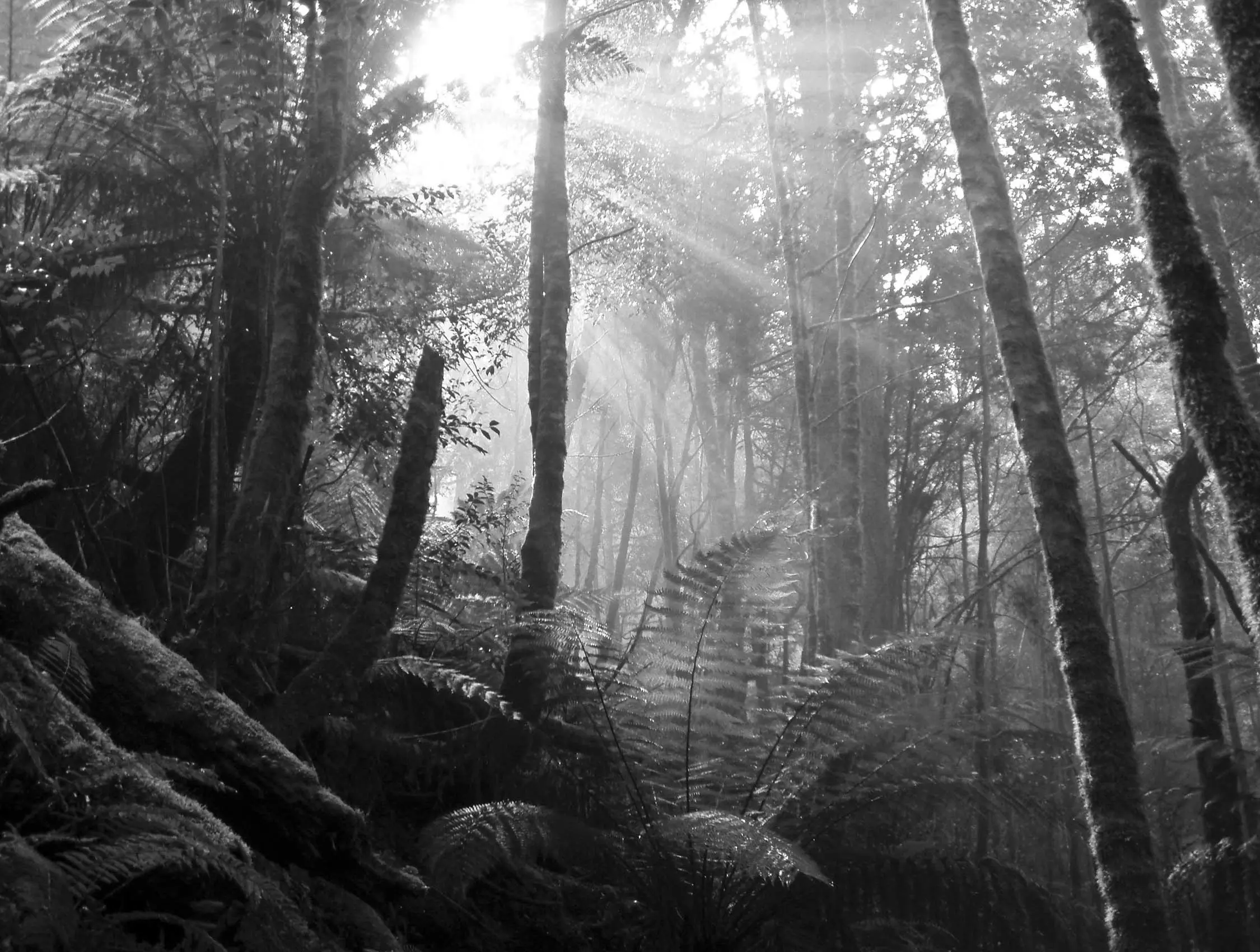 A black and white image of sunlight filtering through a dense and tranquil-looking forest.