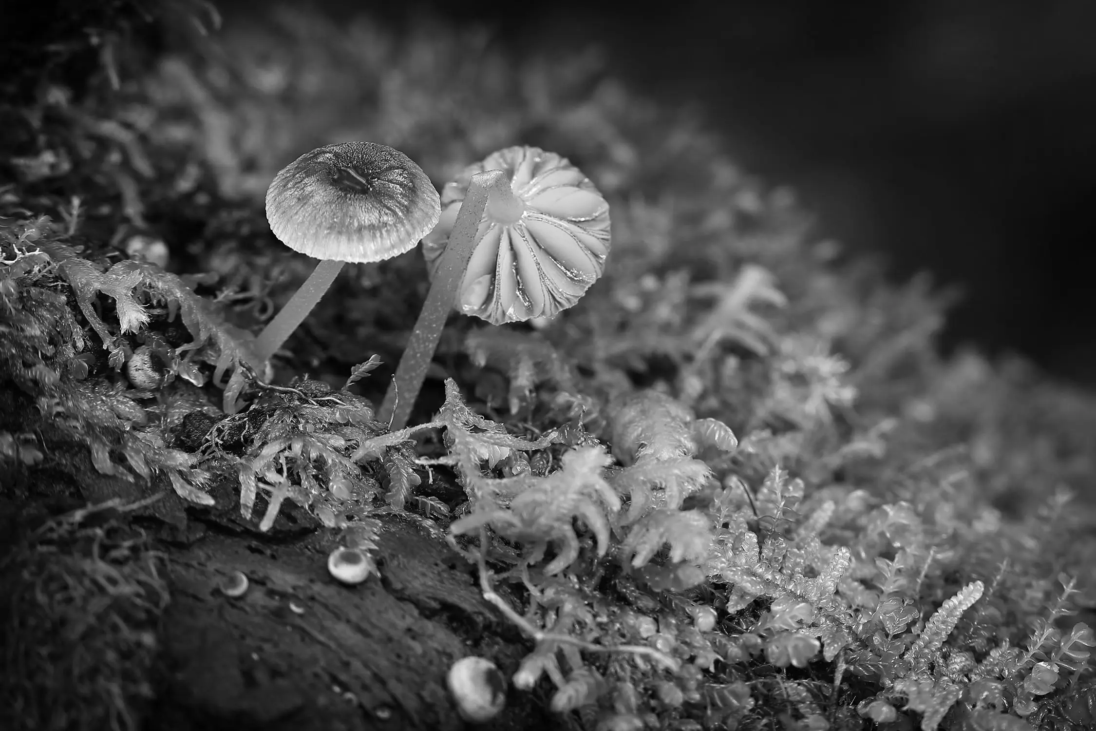 A close-up of two delicate, textured mushrooms, with umbrella tops and thin stems, growing from a log covered in moss.