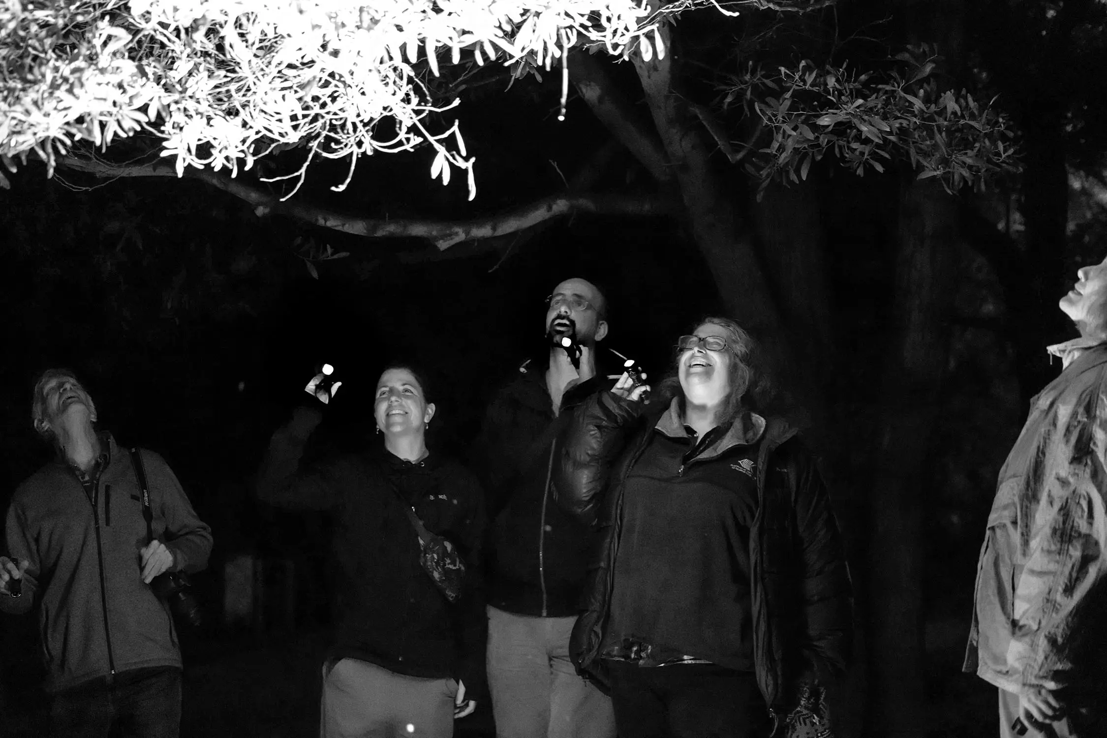A group of people stand under a tree at night, using torches to look up into the tree canopy.