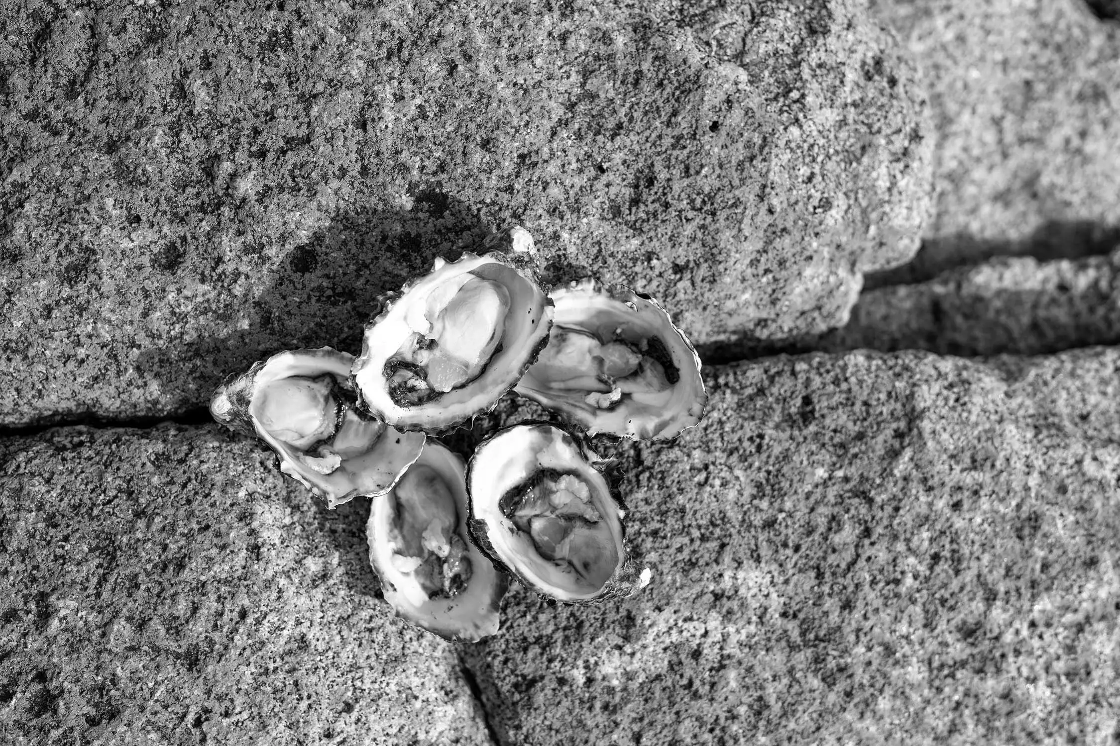 5 freshly shucked Tasmanian Pacific oysters sit on lichen-covered rocks.