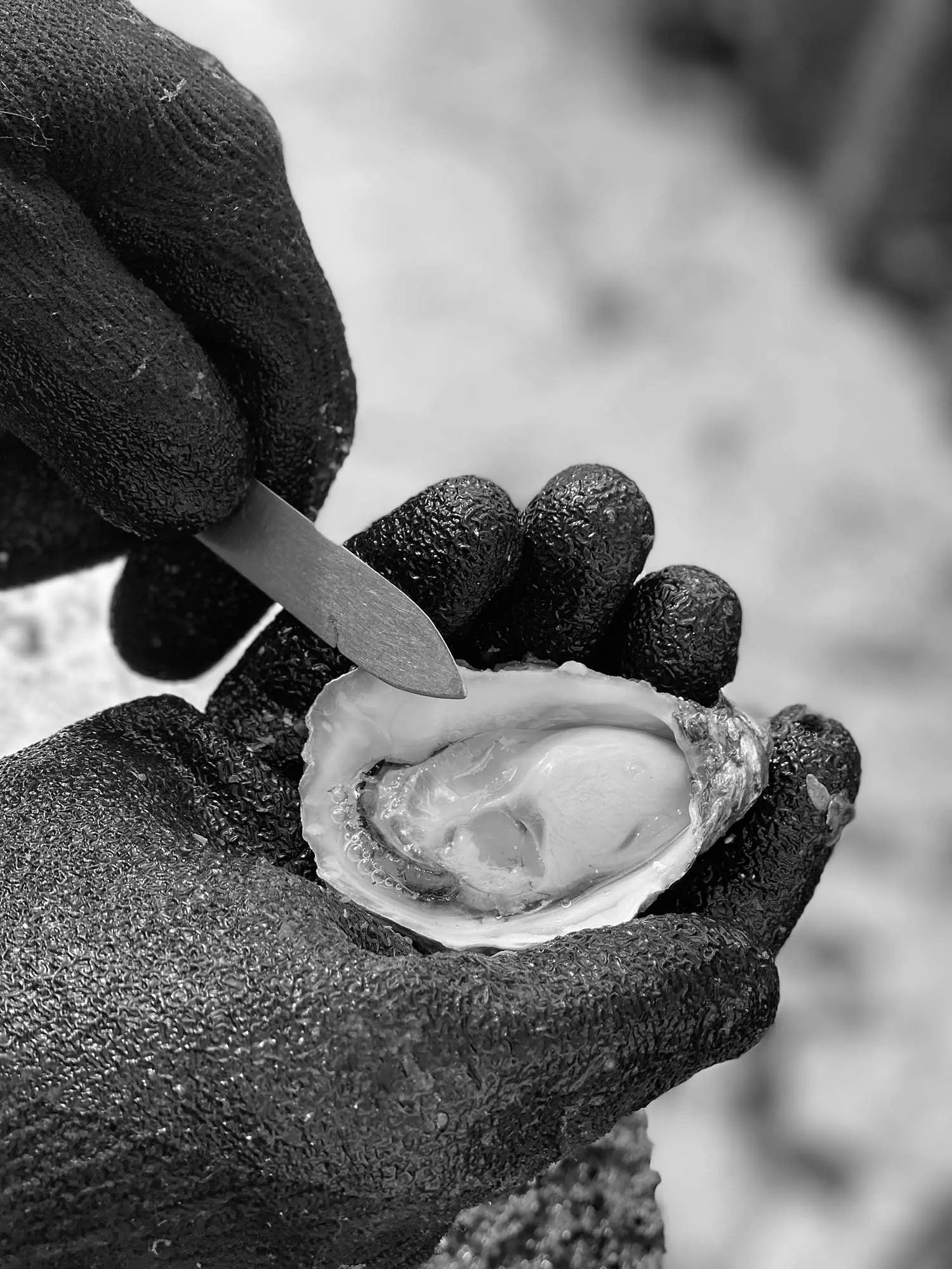 A black and white close-up shows a gloved hand holding a freshly shucked oyster with a shucking knife positioned above it.