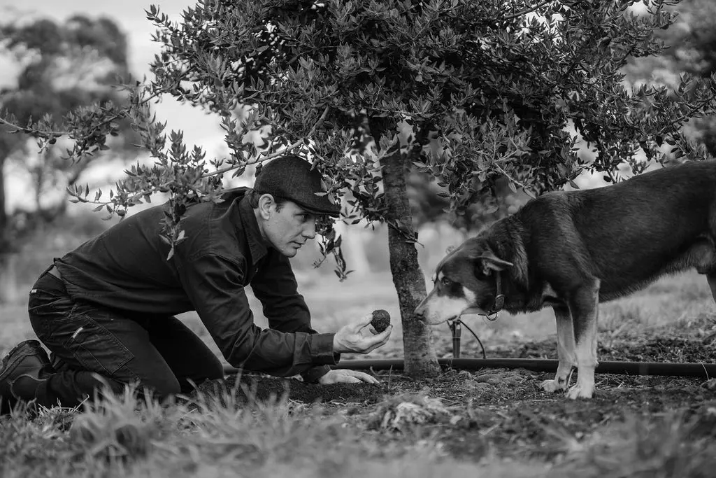 Black and white image of a man and a dog crouching beneath a small tree. The man is holding out a truffle and the dog is sniffing towards it.