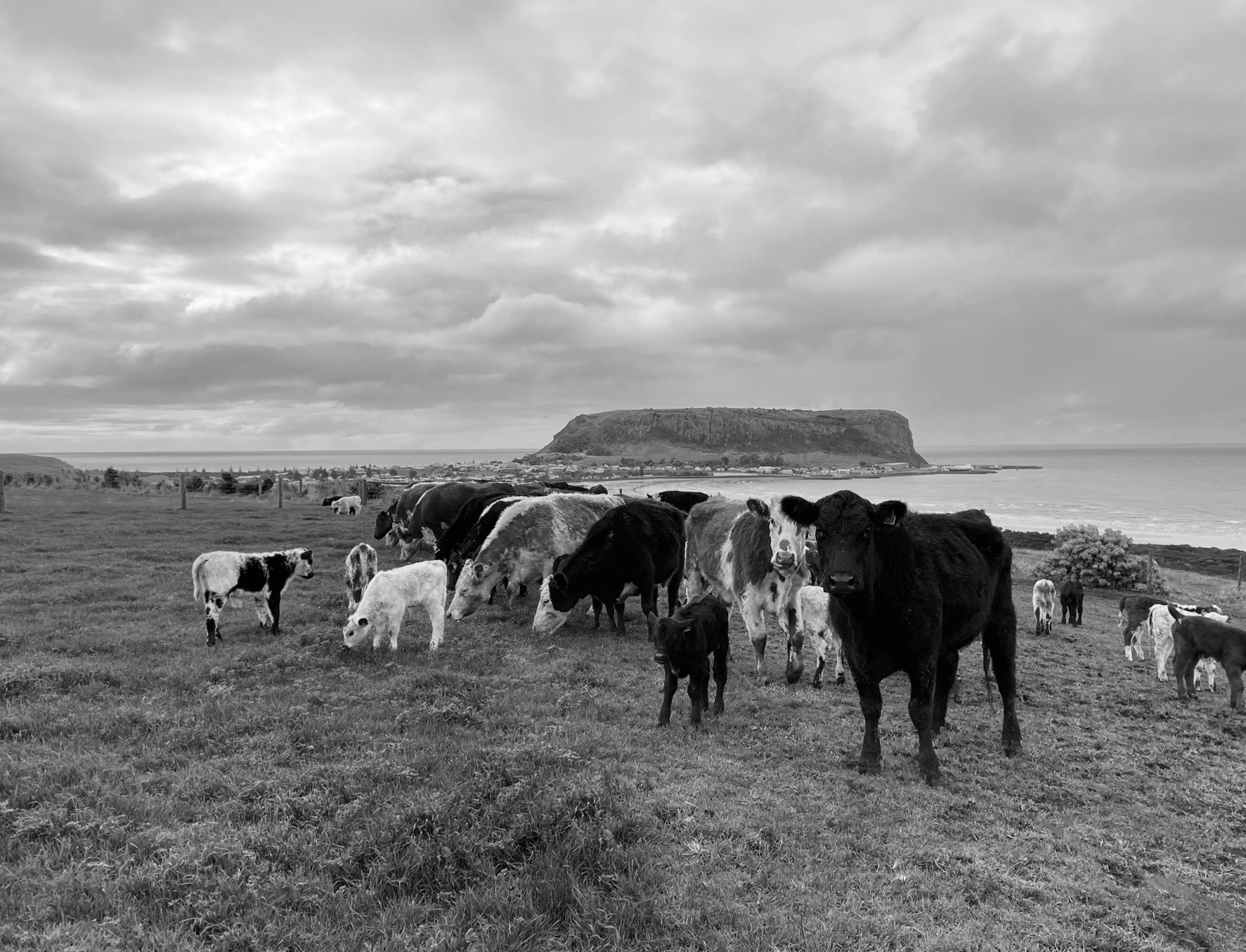 A black and white wide-angle photo of a herd of cows standing in a fenced grassy field with an ocean and cliff visible in the background.