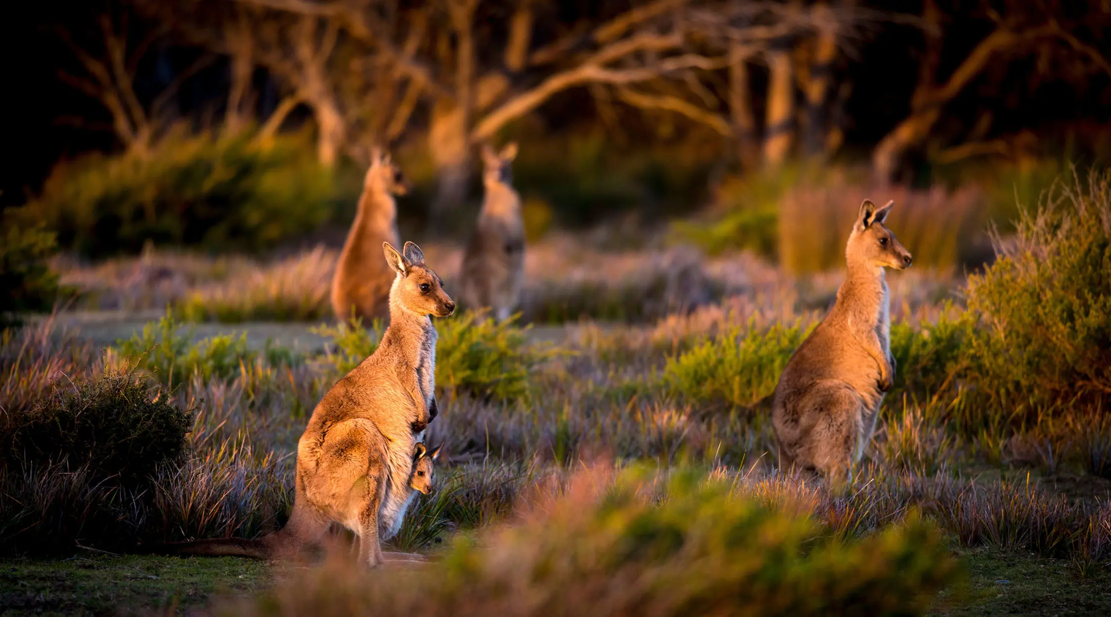 A mob of kangaroos stands amid tall grasses, the rising sun shining on their backs. One has a joey peeking its head out of the pouch.