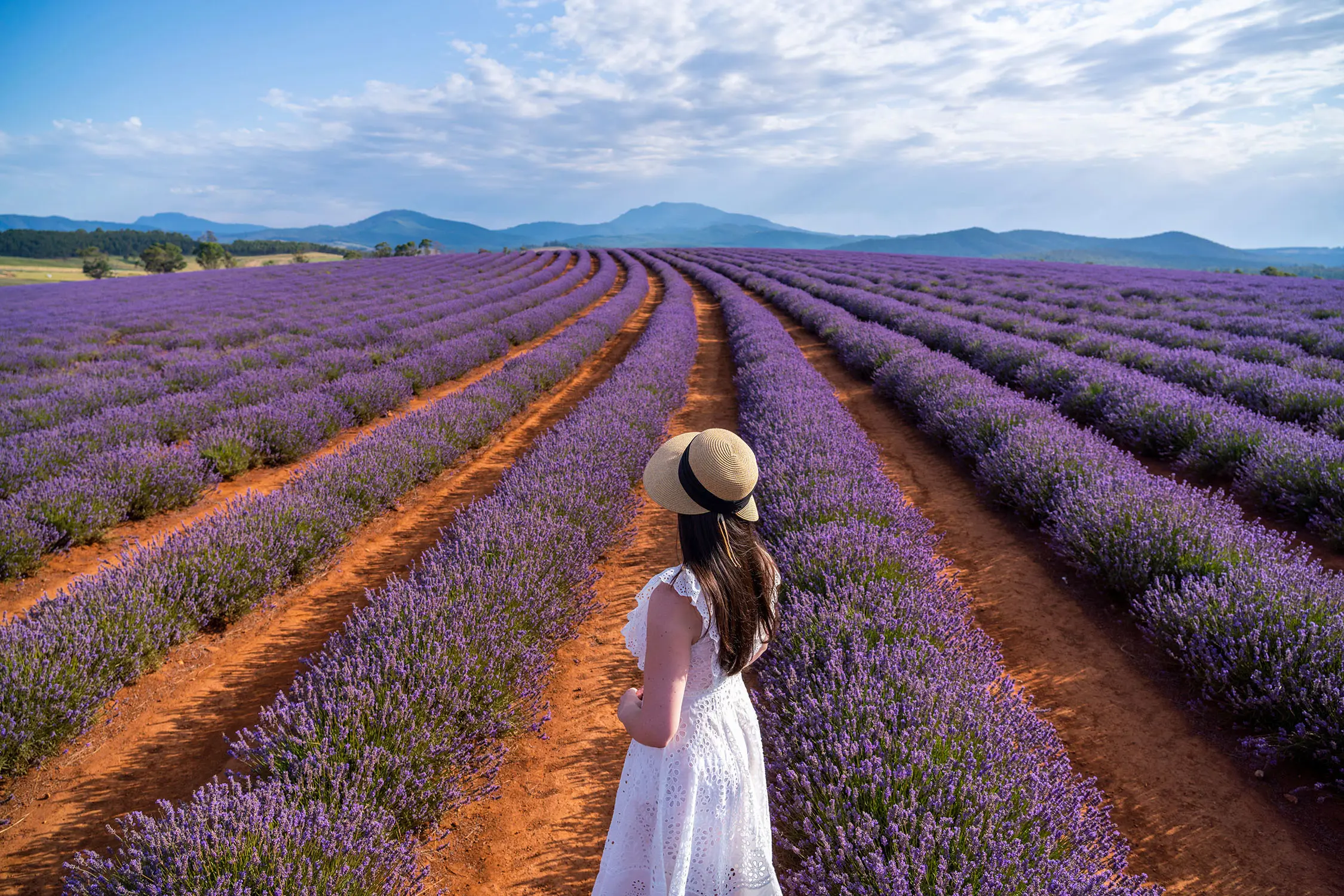 A woman in a white dress and sunhat stands looking out at rows and rows of bright purple lavender, stretching out to the horizon. In the far distance, mountains dot the landscape.