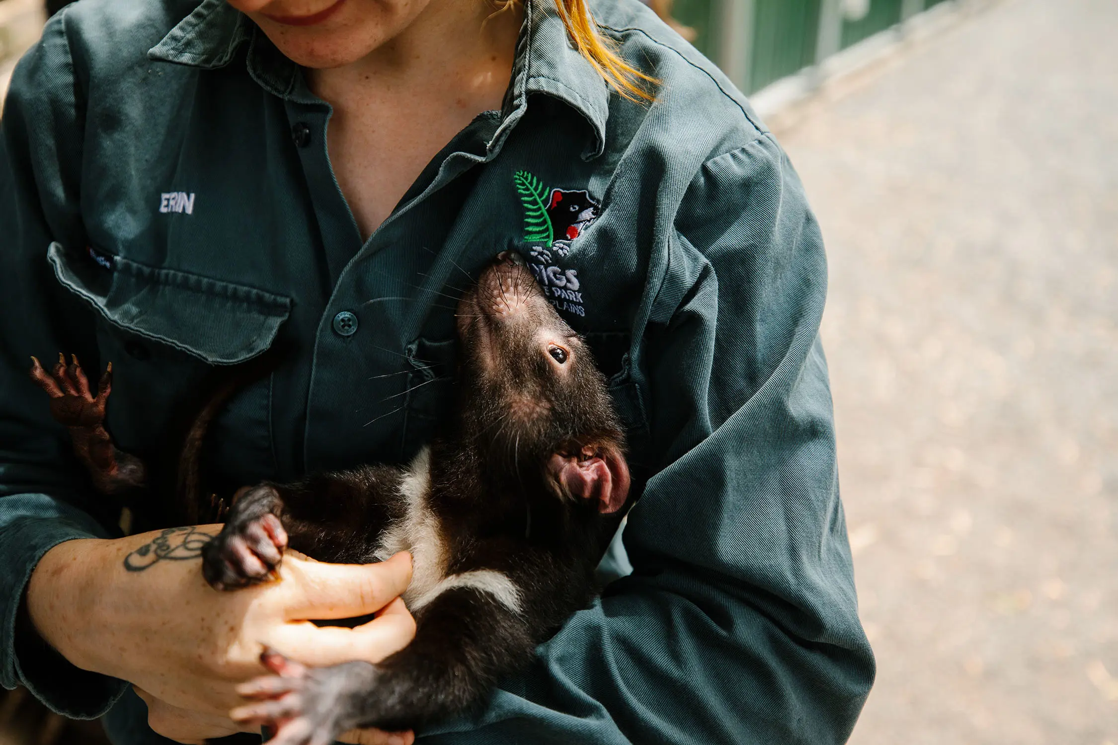 A woman in a dark green work short with 'Wings Wildlife Park' logo holds a small Tasmanian devil in her arms.