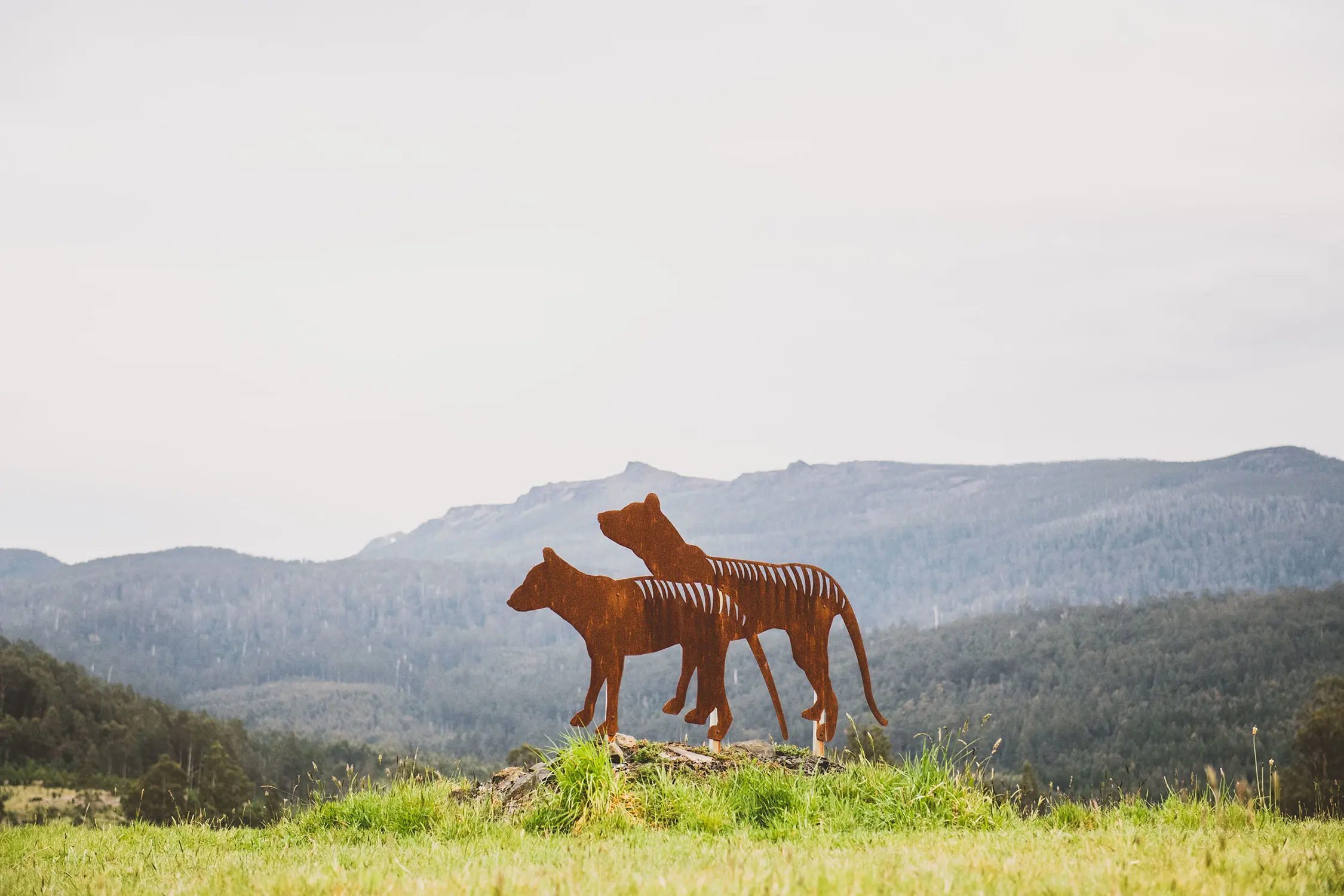 Two rusted metal Tasmanian tiger sculptures with mountains in the background.