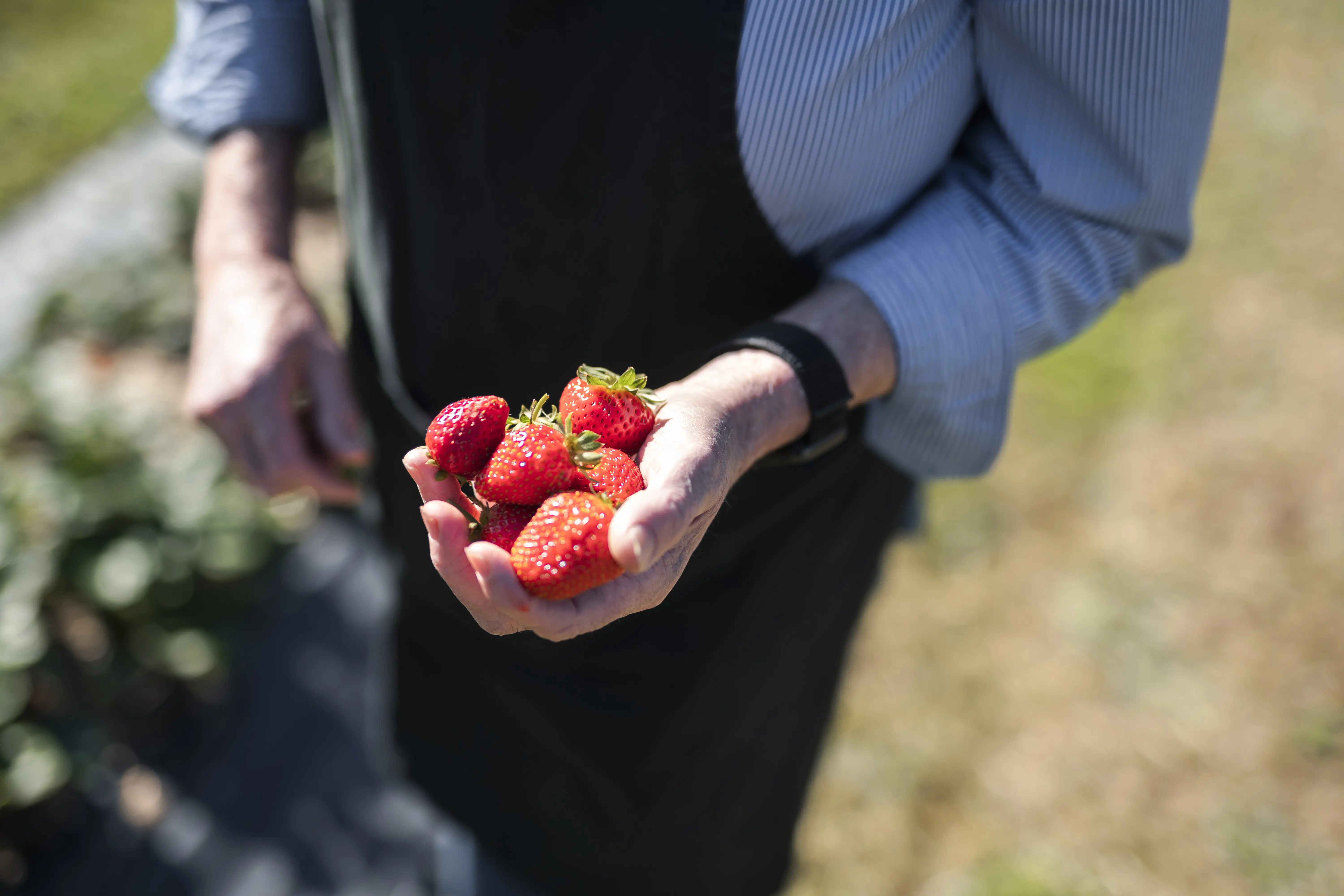 A person in a blue shirt and black apron holds ripe, red strawberries in one hand.