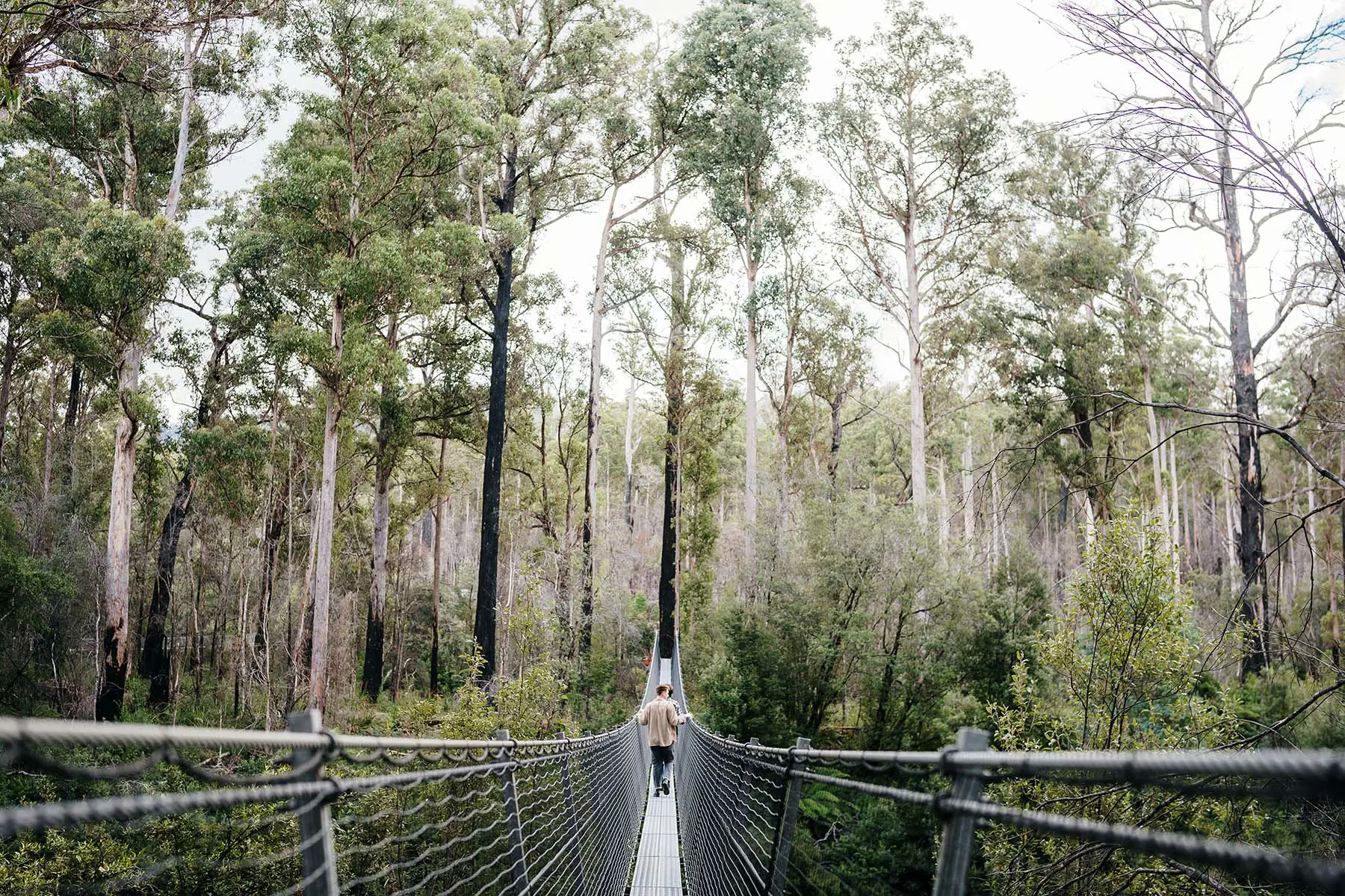 A long suspended footbridge stretches away from the camera, symmetrically dividing the scene. A person walks along the bridge towards the towering trees.